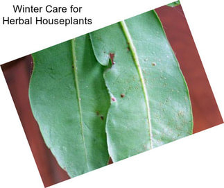 Winter Care for Herbal Houseplants