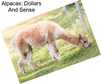 Alpacas: Dollars And Sense