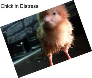 Chick in Distress