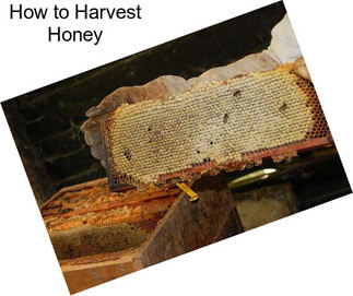 How to Harvest Honey