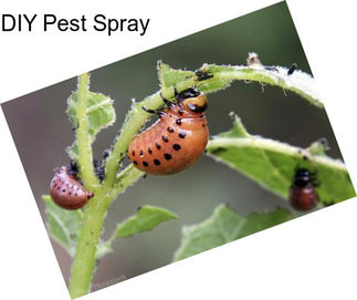 DIY Pest Spray