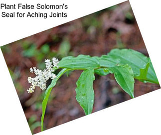 Plant False Solomon\'s Seal for Aching Joints