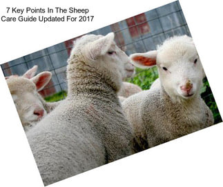 7 Key Points In The Sheep Care Guide Updated For 2017