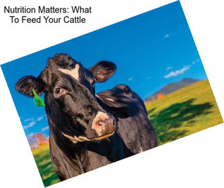Nutrition Matters: What To Feed Your Cattle
