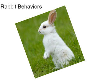 Rabbit Behaviors