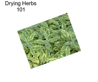 Drying Herbs 101