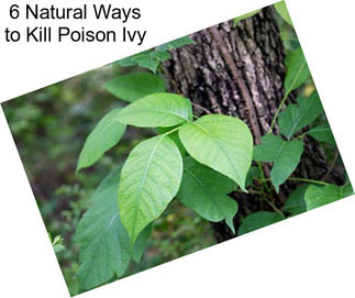 6 Natural Ways to Kill Poison Ivy