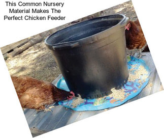 This Common Nursery Material Makes The Perfect Chicken Feeder