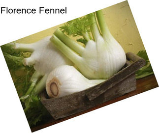 Florence Fennel