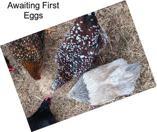 Awaiting First Eggs