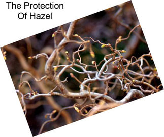 The Protection Of Hazel