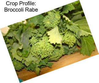 Crop Profile: Broccoli Rabe