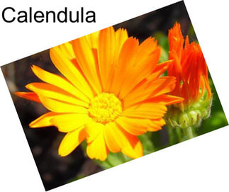 Calendula