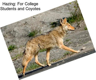 Hazing: For College Students and Coyotes