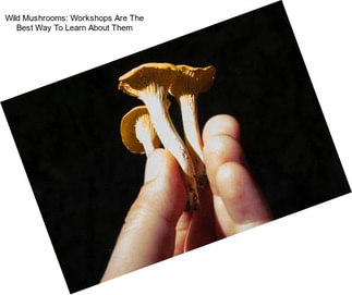 Wild Mushrooms: Workshops Are The Best Way To Learn About Them