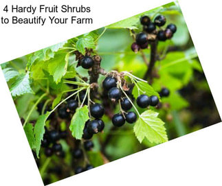 4 Hardy Fruit Shrubs to Beautify Your Farm