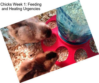 Chicks Week 1: Feeding and Heating Urgencies