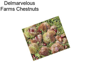 Delmarvelous Farms Chestnuts