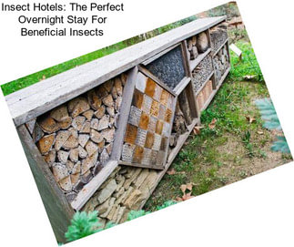 Insect Hotels: The Perfect Overnight Stay For Beneficial Insects