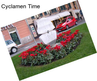 Cyclamen Time