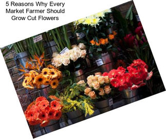 5 Reasons Why Every Market Farmer Should Grow Cut Flowers