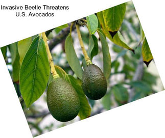 Invasive Beetle Threatens U.S. Avocados