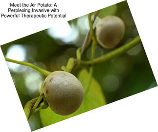 Meet the Air Potato: A Perplexing Invasive with Powerful Therapeutic Potential