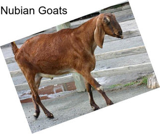 Nubian Goats