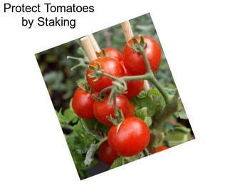 Protect Tomatoes by Staking