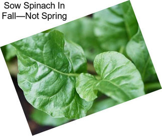 Sow Spinach In Fall—Not Spring