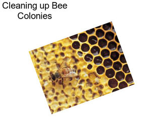 Cleaning up Bee Colonies