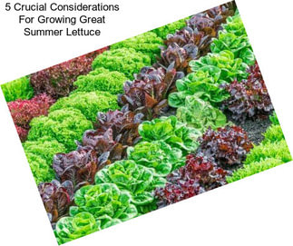 5 Crucial Considerations For Growing Great Summer Lettuce
