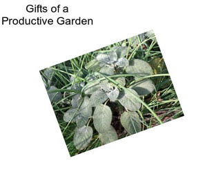 Gifts of a Productive Garden