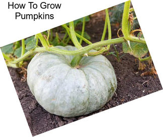 How To Grow Pumpkins