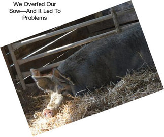 We Overfed Our Sow—And It Led To Problems