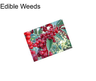 Edible Weeds