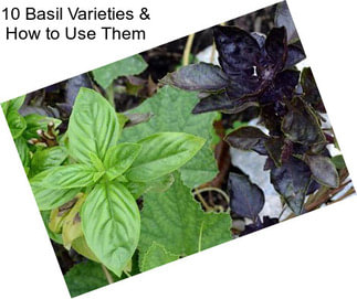 10 Basil Varieties & How to Use Them