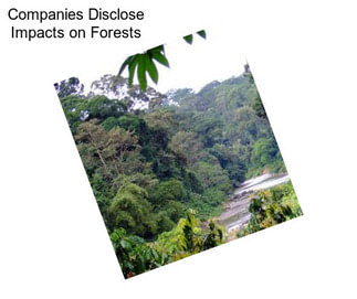 Companies Disclose Impacts on Forests