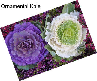 Ornamental Kale