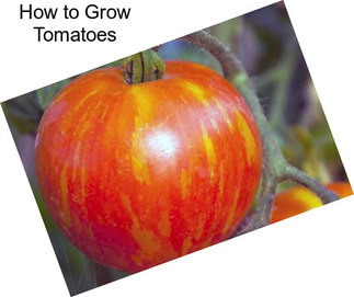 How to Grow Tomatoes