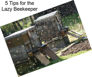 5 Tips for the Lazy Beekeeper