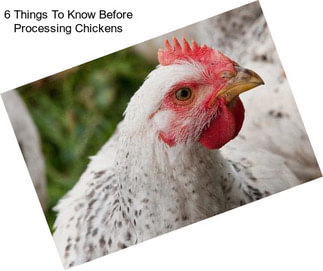 6 Things To Know Before Processing Chickens