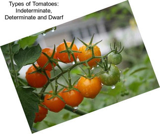 Types of Tomatoes: Indeterminate, Determinate and Dwarf