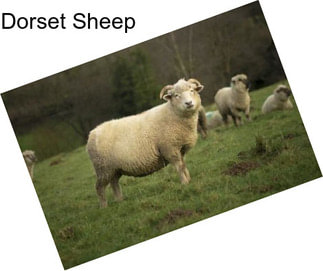 Dorset Sheep