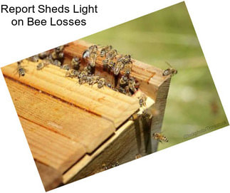 Report Sheds Light on Bee Losses
