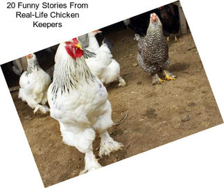 20 Funny Stories From Real-Life Chicken Keepers