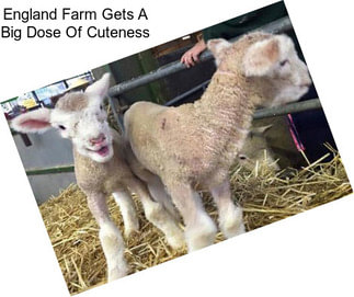 England Farm Gets A Big Dose Of Cuteness