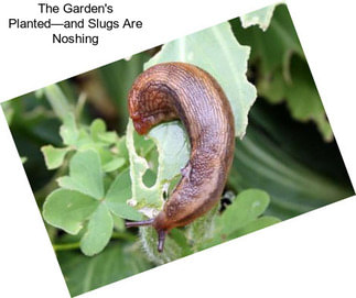 The Garden\'s Planted—and Slugs Are Noshing
