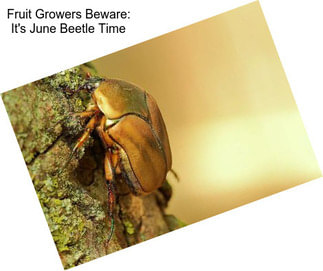 Fruit Growers Beware: It\'s June Beetle Time