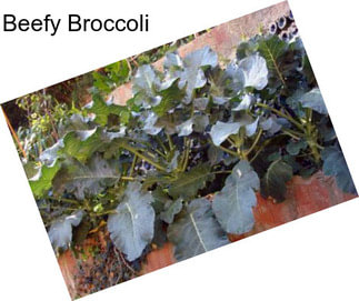 Beefy Broccoli